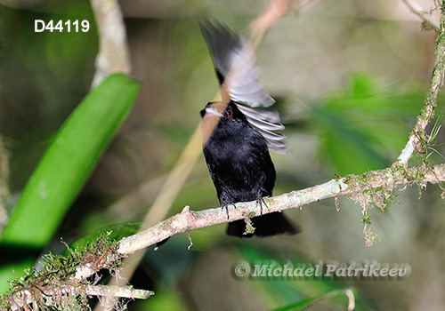 Blue-billed Black Tyrant (Knipolegus cyanirostris)